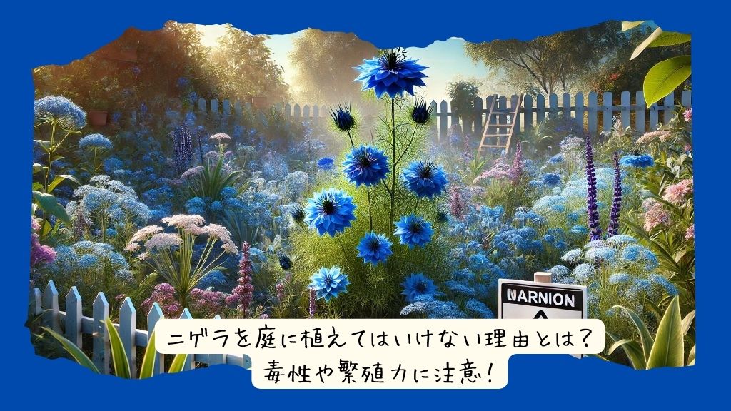 ニゲラを庭に植えてはいけない理由とは？毒性や繁殖力に注意！